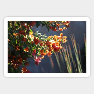 Salmon Bougainvillea in Sunlight Landscape Sticker